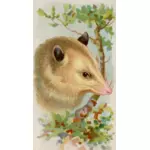 Opossum image