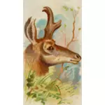 Zinke-Horn Antilope