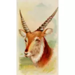 Antilope di Senegal