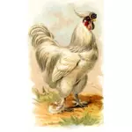 Ayam putih vektor gambar