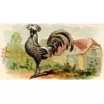 Farge illustrasjon av en høne