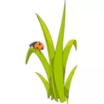 Ladybird sur l'herbe