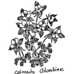 Colorado Columbine