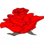 Culoare Rose