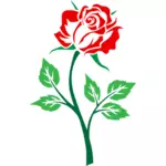 Culoare rose