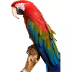Fargerike Macaw