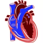 Realistische hart illustratie