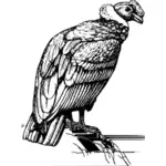 Condor gambar