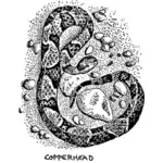 Copperhead Schlange