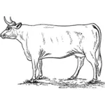 Корова Иллюстрация