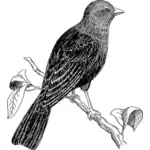 Vektor gambar cowbird