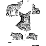 Image de coyotes