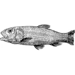 Kretase balık resim