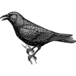 Crow sketsa