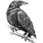 Иллюстрация ворона