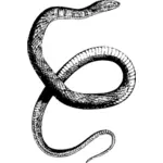 Cobra de água Diamondback