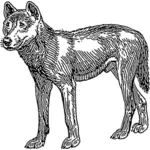 Dingo wektorowa