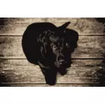 Labrador Retriever vetor clip-art