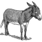 Illustratie van de ezel