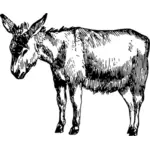 Boceto de burro