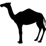 Верблюд векторное изображение