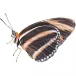 Nakreslený obrázek motýl