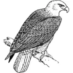 Eagle standing