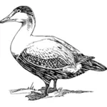 Elder duck