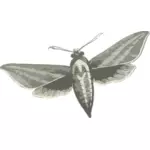 Elephant hawk moth