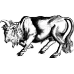 Enraged bull