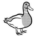 Czarno-biały kaczka