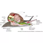 カタツムリの体の図のベクトル画像