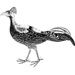 Векторное изображение мужчины фазан