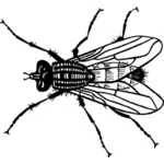 Silueta de vector mosca