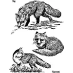 Three foxes
