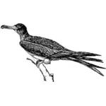 Frigatebird vektortegning