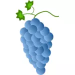 Blå druvor