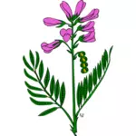 Gambar vektor hedysarum boreale tanaman