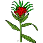 Giant red Indian paintbrush