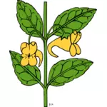 הפרח aurella וקטורית