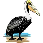 Pelikan ptak wektor wyobrażenie o osobie
