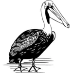 Pelican vektor tegning