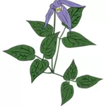 Clematis květina occidentalis