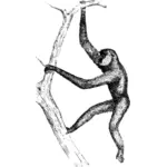 Gibbon vektorový obrázek