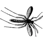 Mosquito em preto e branco