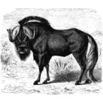 GNU illustration bild