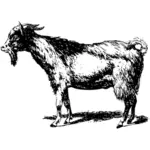 Obraz z kozy