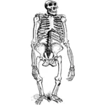 Esqueleto de gorila