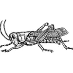Illustration de la sauterelle
