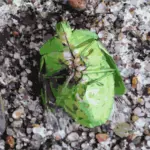 Bug de barriga verde